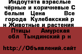 Индоутята взраслые чёрные и коричневые С белым › Цена ­ 450 - Все города, Кулебакский р-н Животные и растения » Птицы   . Амурская обл.,Тындинский р-н